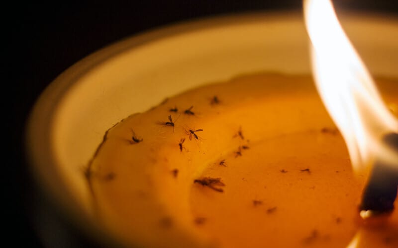 Close up of a lit citronella candle with dead mosquitoes and bugs in the wax.