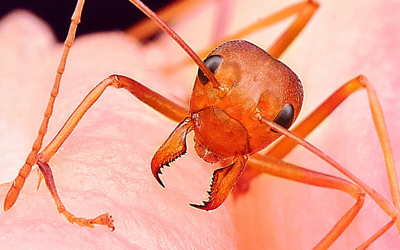Close up of an ant about to bite a person's flesh.