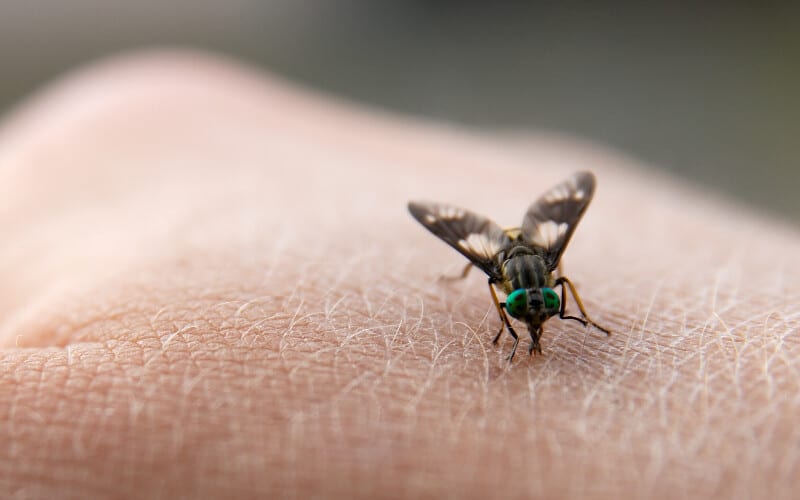 A fly biting the back of a person's hand.
