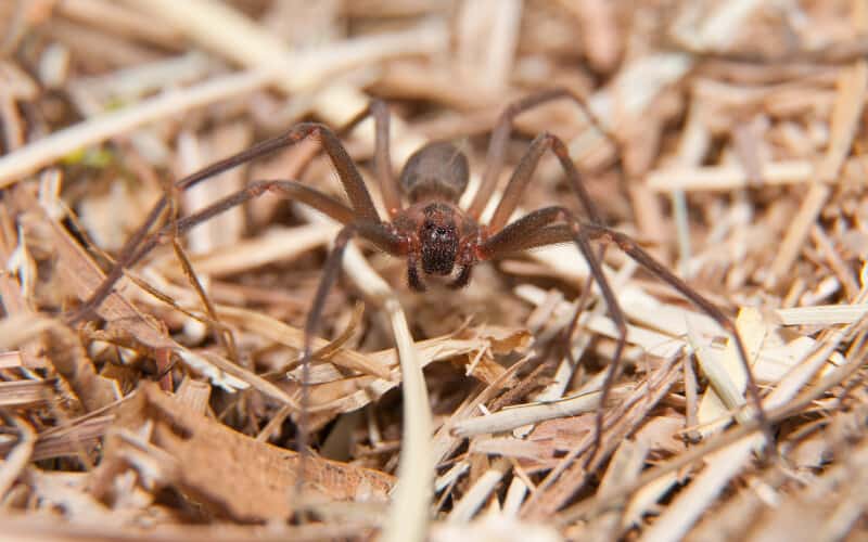 Close up of a brown recluse spider looking for prey to bite.