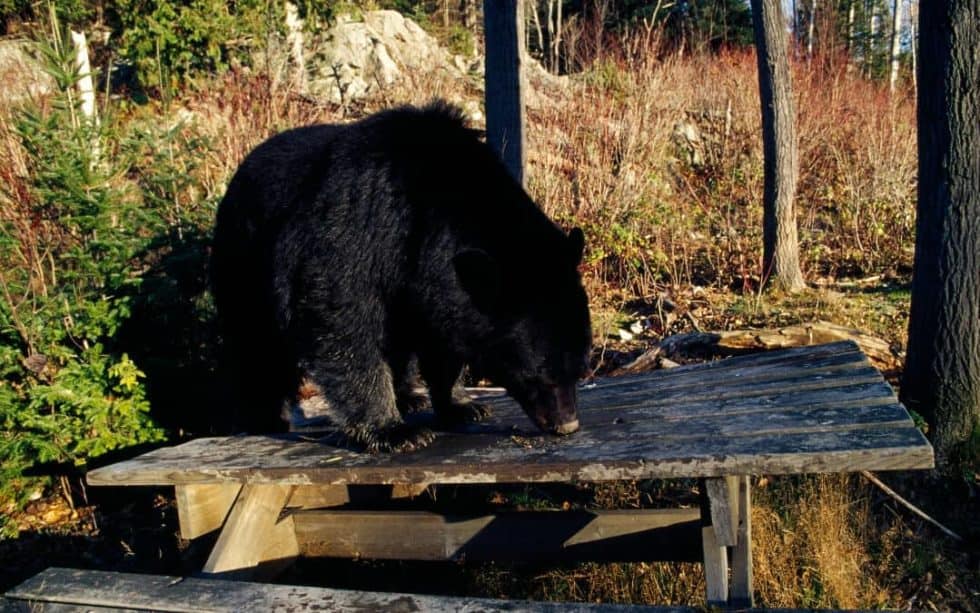 How to Keep Animals Away from Your Campsite Campfire Society