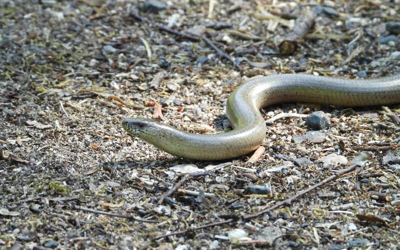 A snake slithering along a campground.