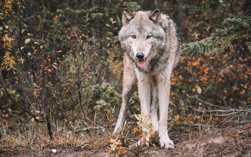 A white wolf looking at the camera in the woods.