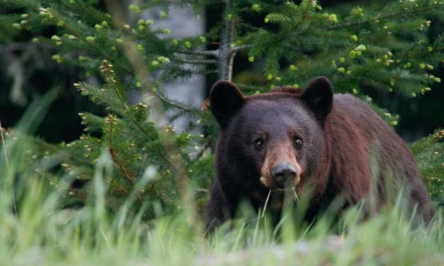 How to Survive a Bear Attack & Avoid Encounters