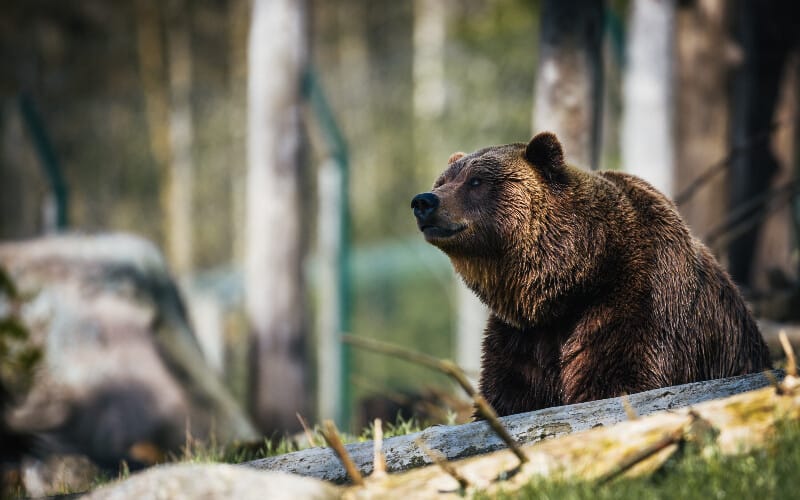 A brown bear staring off into the distance in the woods.