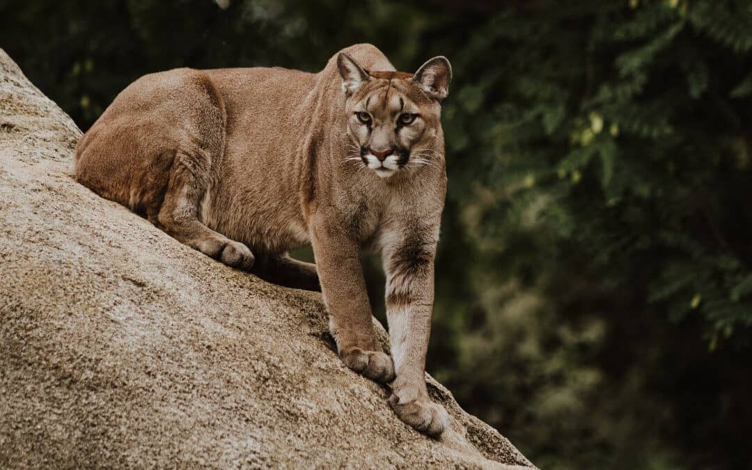 How to Survive a Mountain Lion Attack