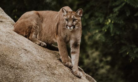 How to Survive a Mountain Lion Attack