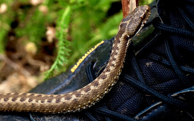 Close up of a snake about to bite climbing up a shoe.