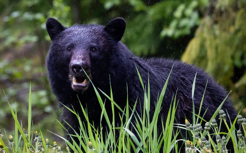 A black bear staring at the camera with its mouth open.