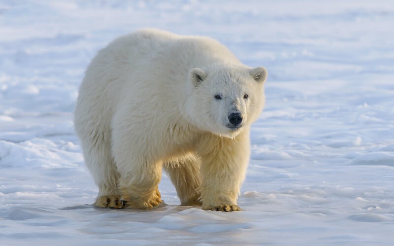 A polar bear stalking prey off camera on the ice.