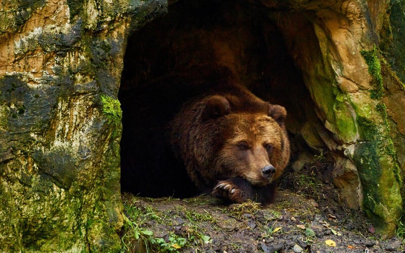 A bear laying down in its cave den.